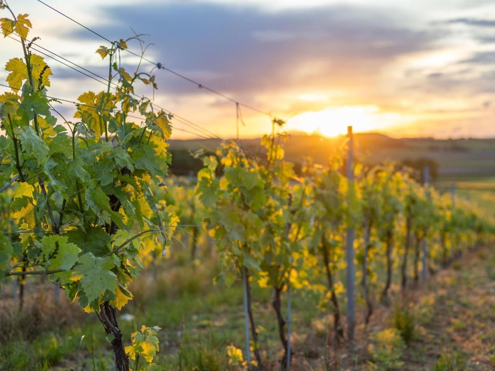 Birac  Paradis Des Vignes חדר תמונה